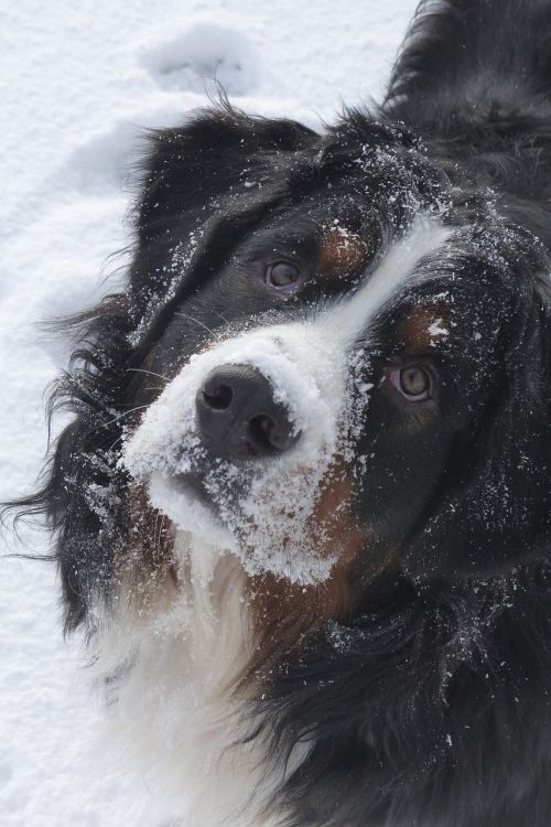 dog bernese mountain dog canine
