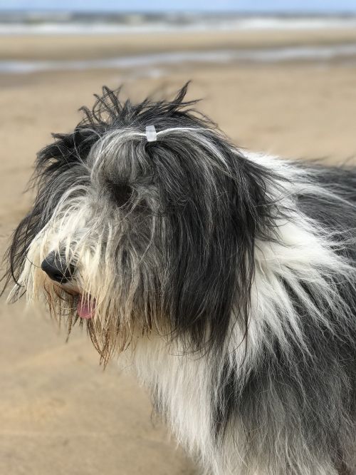 dog bearded collie beach