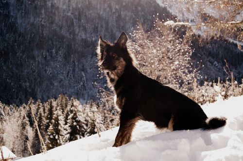 dog black dog snow