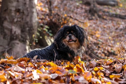 dog autumn still life autumn mood