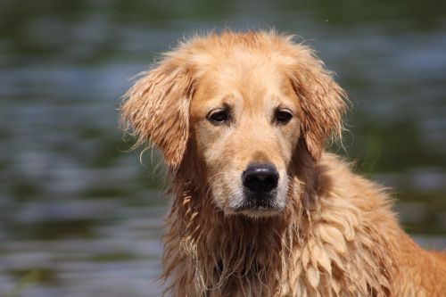dog wet dog golden retriever
