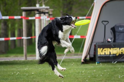 dog frisbee motion recording