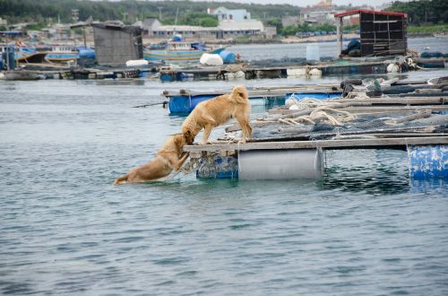 dog love kiss