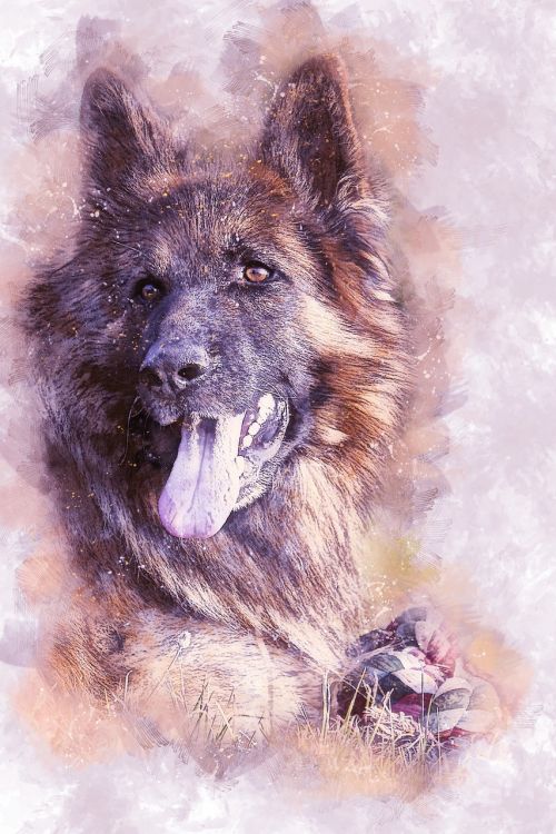 dog german shepherd animal