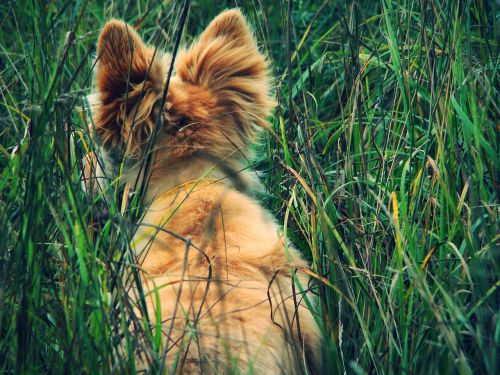 dog redhead ears