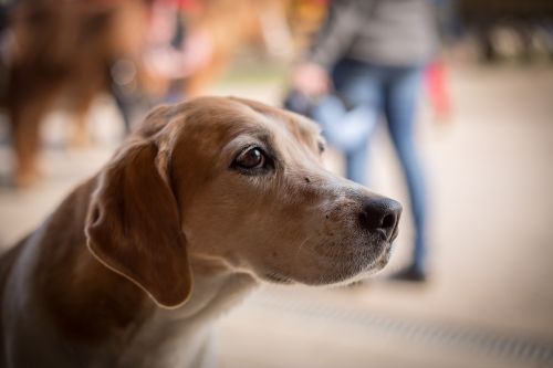 dog begging sad