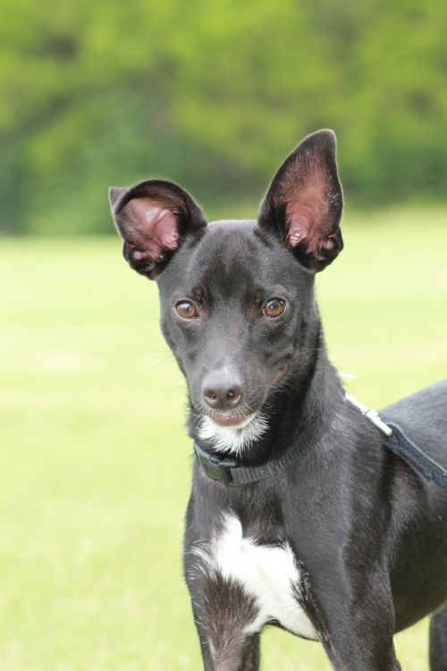 dog black dog big ears