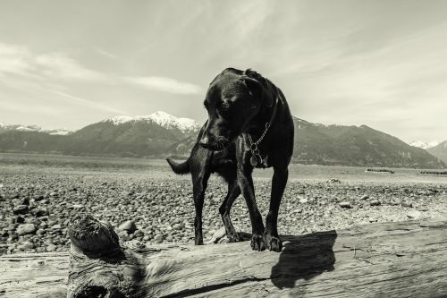 dog animal portrait portrait