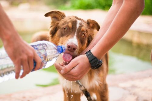 dog helping dog thirsty dog