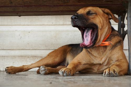 dog yawn sleepy