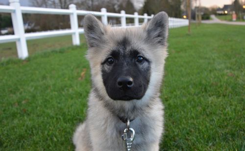 dog pup eurasier