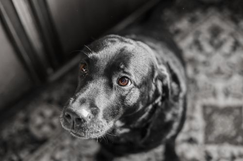 dog animals portrait