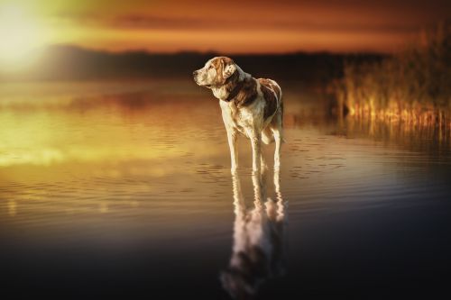 dog sunset waters
