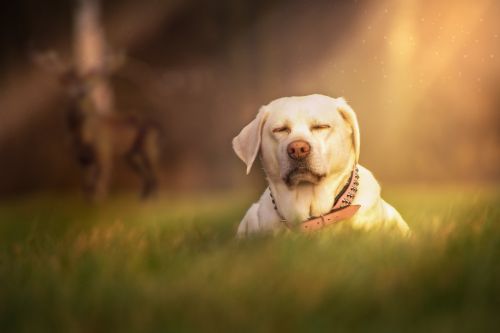 dog grass meadow