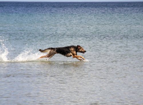 dog baltic sea sea