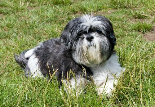 dog shih tzu grey