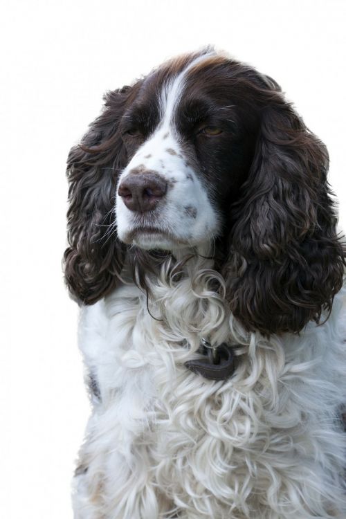 dog english springer spaniel springer spaniel