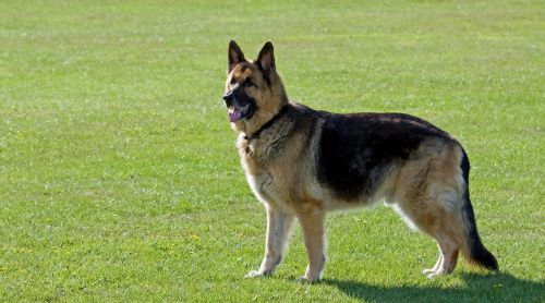 dog german shepherd alsatian