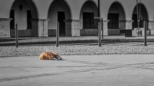 dog square alone