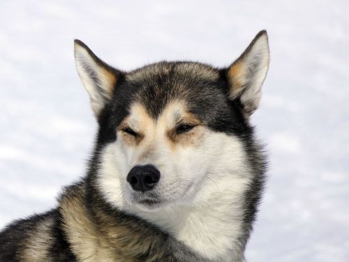 dog husky snow