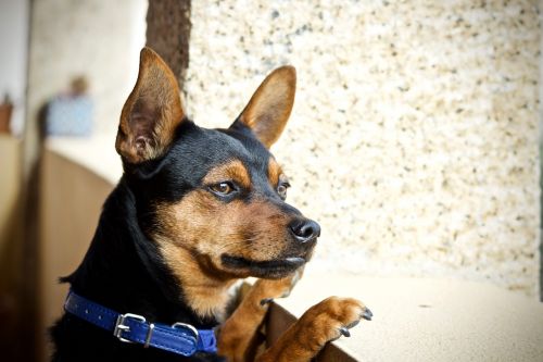 dog pinscher look