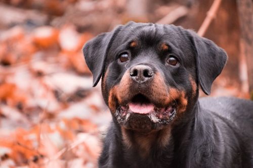 dog portrait cute