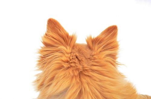 dog redhead ears