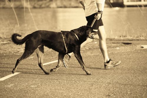 dog animal runner
