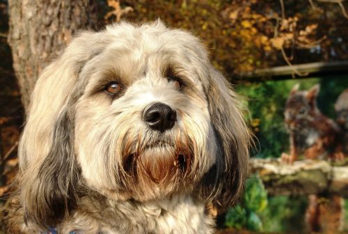 dog tibetan terrier small dog