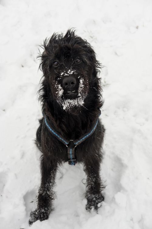 dog pet snow