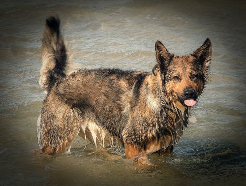 dog water sea