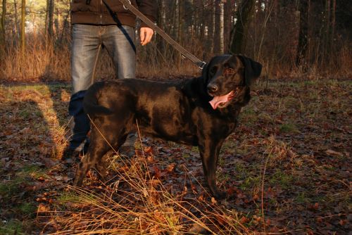 dog labrador black