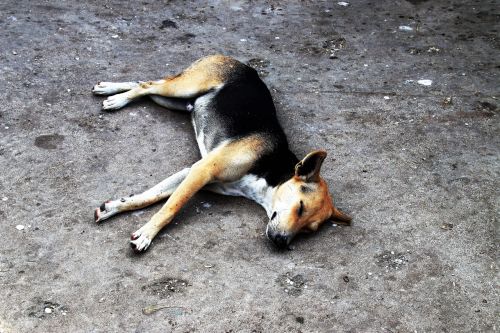 dog sleeping animals