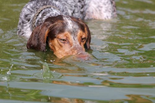 dog diving swim