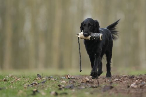 dog flatcoated retriever hunting