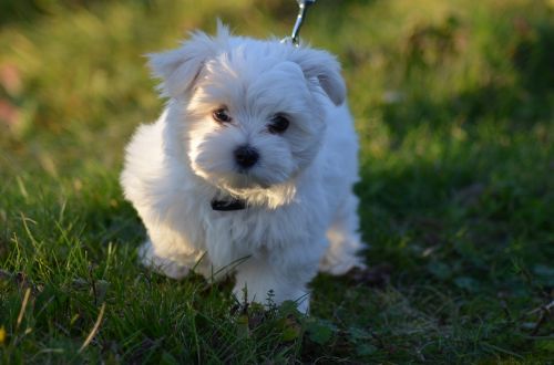 dog white mammal