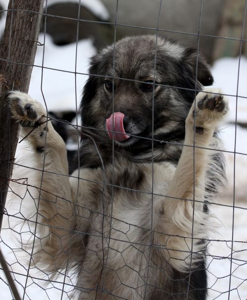 dog fence calling