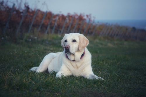 dog cute grass