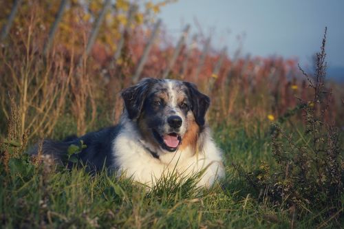 dog animal grass