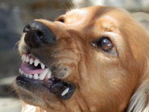 dog angry dog aggressive