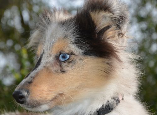 dog bitch nobility blue shetland sheepdog