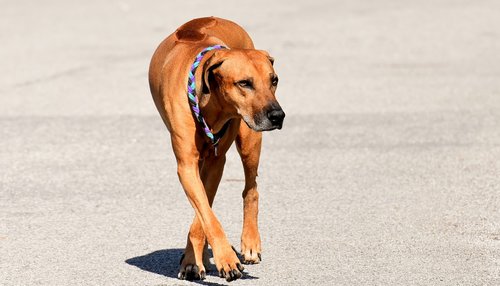 dog  pet  ridgeback