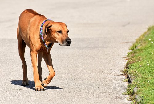 dog  pet  ridgeback