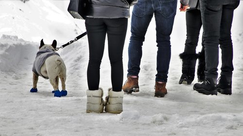 dog  shoes  on a leash