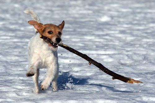 dog  play  stick