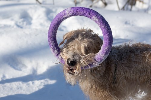dog  animal  snow