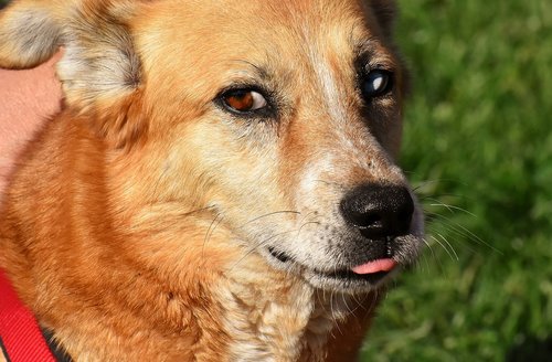 dog  animal  different eye colors