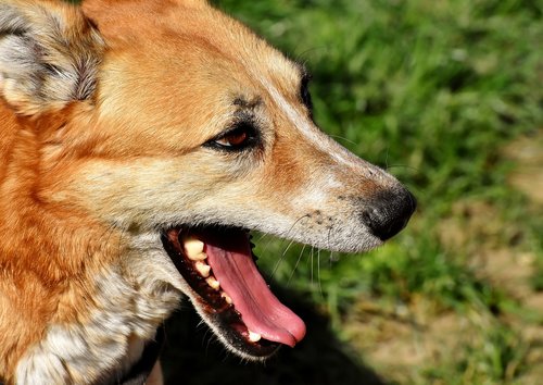 dog  animal  different eye colors