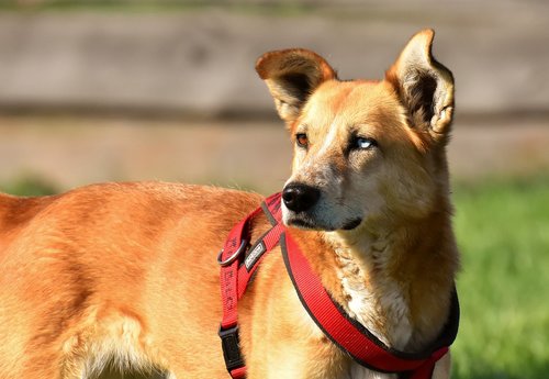 dog  animal  different eye colors