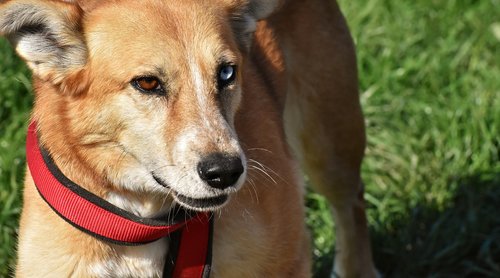 dog  animal  different eye colors